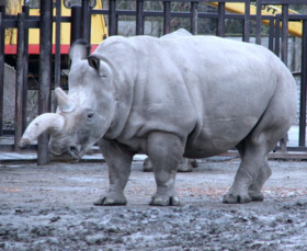 північний білий носорог
