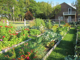 vegetable patch garden