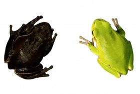 Чорнобиль чорна жаба