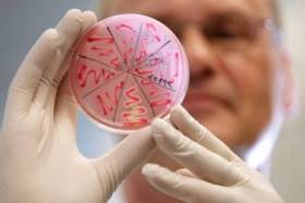 Небезпечна шлункова бактерія захищає від інших інфекцій