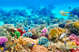 коралловый риф исчезновение