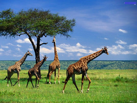 друзья долголетие жираф