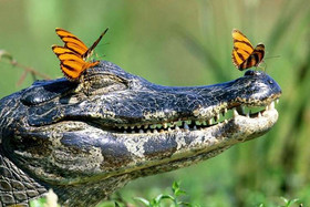 крокодил вид динозавр