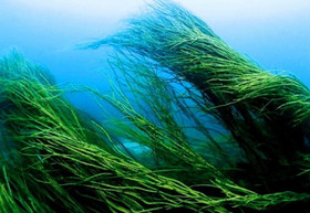 морские водоросли спирулины