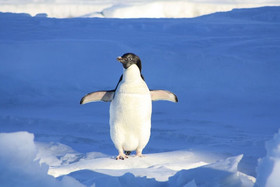 пінгвін