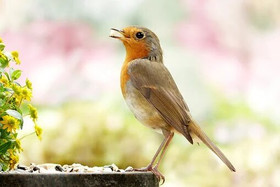 певчая птица