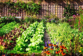 vegetable patch garden