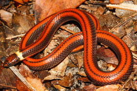 парагваї новий вид змія