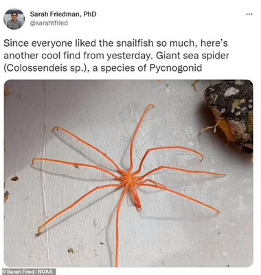 Colossendeis морський павук