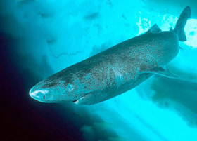 гренландська полярна акула