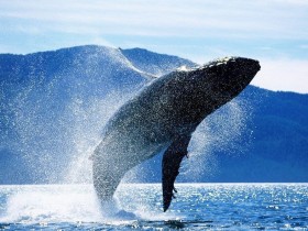 блакитний кит