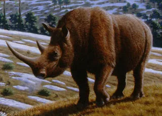 Шерстистый травоядный носорог (Coelodonta antiquitatis)