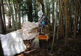 Будут использовать как топливо радиоактивный лес Фукусимы