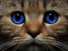 Кошки умеют управлять людьми – ученые