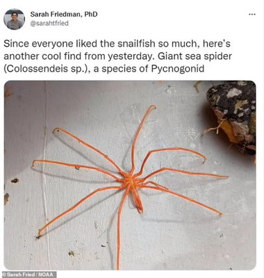 Colossendeis Colossendeis морський павук