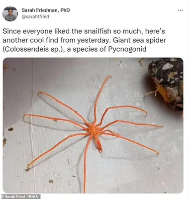 Colossendeis Colossendeis морський павук
