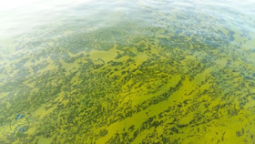 Чим небезпечні морські водорості для людей розповів біолог