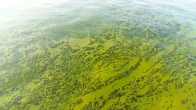 Чим небезпечні морські водорості для людей розповів біолог