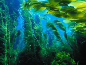 Для мирового климата ученые доказали значимость морских водорослей