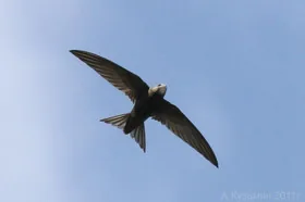 Новий рекорд швидкості польоту птахів зафіксували шведські вчені