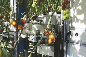 На фермі в Японії робот від Panasonic збирає помідори. ВІДЕО