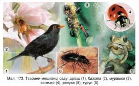 Як зробити так, щоб ГДЗ приносили користь, а не шкоду