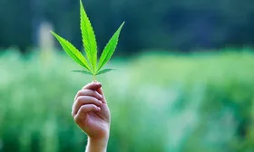 Негативный исход заражения коронавирусом предрекли любителям марихуаны