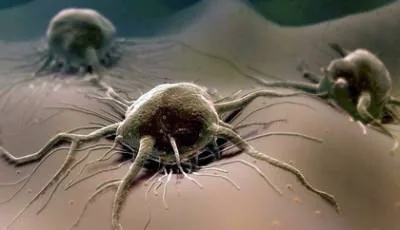 DARPA BioDesign – бессмертные существа