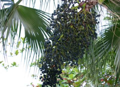 Джерело вічної молодості – ягоди асаї Беррі (acai berry)