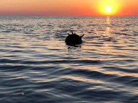 Для розмінування Чорного моря 3 країни НАТО планують створити спецпідрозділ