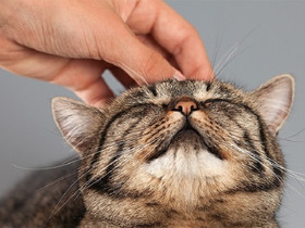 Муркотіння котів, як вони це роблять дізналися вчені