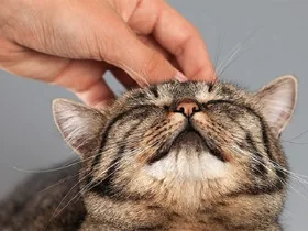 Муркотіння котів, як вони це роблять дізналися вчені