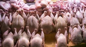 Розробила штучну курятину з гороху швейцарська компанія