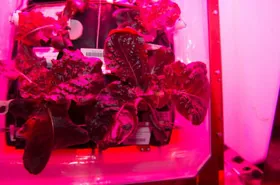 Успішно виростили овочі в космосі космонавти NASA