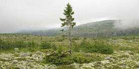 Самое старое дерево, которому около 9500 лет обнаружили ученые