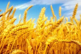 Вывели сорт суперурожайной пшеницы украинские ученые