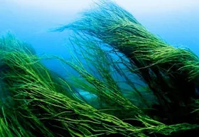 Пережившим COVID-19 помогут морские водоросли