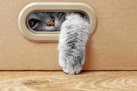 Якщо віддати кішку іншим господарям, що вона може відчути