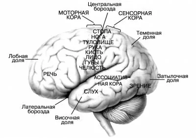 Специфические биомаркеры активации мозга