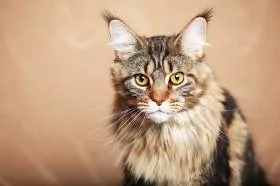 Мир глазами кошки