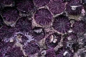 О невероятных способностях морских ежей ученые рассказали
