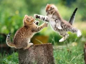 Для чего кошке усы