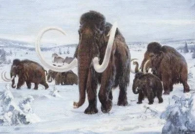Клонировать древних животных – мамонта, бизона и лошадь