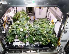 Силами ентузіастів з усього світу розробляють космічну їжу в NASA