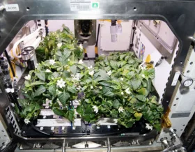 Силами ентузіастів з усього світу розробляють космічну їжу в NASA