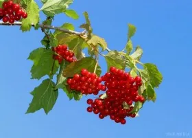 Коли потрібно застосовувати калину і кому її категорично не можна