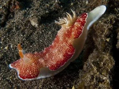 Морские слизняки с «одноразовыми пенисами»