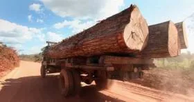 Энергетической безопасности угрожает вырубка тропических лесов