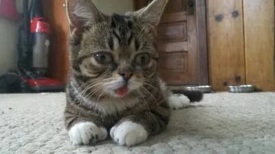 Кошка Lil Bub породы “perma-kitten” – карлик