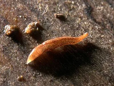Новий біологічний вид – 12-міліметровий черв’як з 60 очима виявили британські вчені